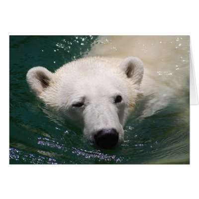 A polar bear just chilling card by laureenr