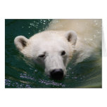 A polar bear just chilling cards