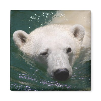 A polar bear just chilling magnet by laureenr