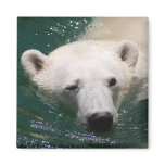 A polar bear just chilling magnets