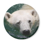 A polar bear just chilling magnet