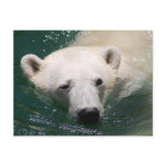 A polar bear just chilling post card