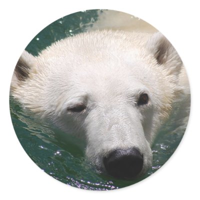 A polar bear just chilling stickers by laureenr