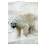 A polar bears icy cold cards