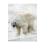 A polar bears icy cold post card