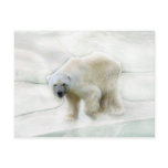 A polar bears icy cold postcard