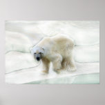 A polar bears icy cold posters