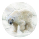 A polar bears icy cold stickers