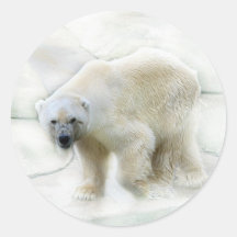 A polar bears icy cold stickers