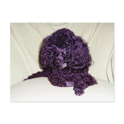 A Poodles L:ife Post Cards by annienbart