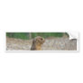 A Prairie Dog Bumper Sticker
