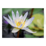 A Precious Waterlily Greeting Cards