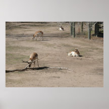 A Pronghorn rubbing antlers Poster