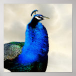 A proud peacock posters