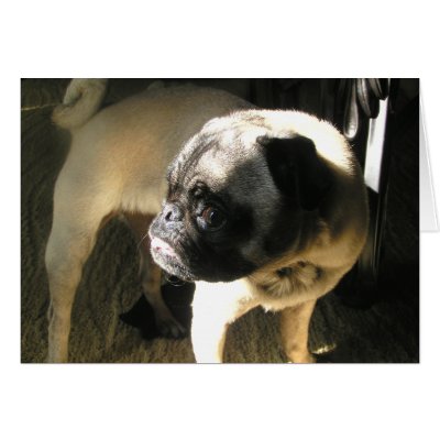 A Pug Tail by PugCentral