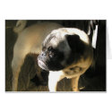 A Pug Tail cards