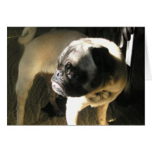 A Pug Tail Greeting Cards