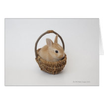 A rabbit is in a basket.Netherland Dwarf. Cards