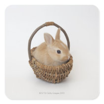 A rabbit is in a basket.Netherland Dwarf. Stickers