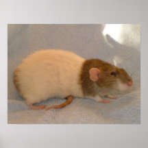 A Rats Tail Print