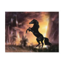A rearing stallion at sunset postcards
