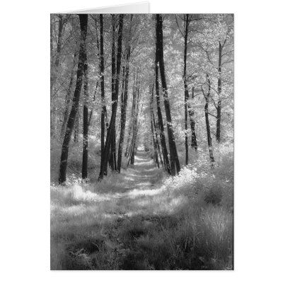 A Road Less Travelled Card by jmputnam