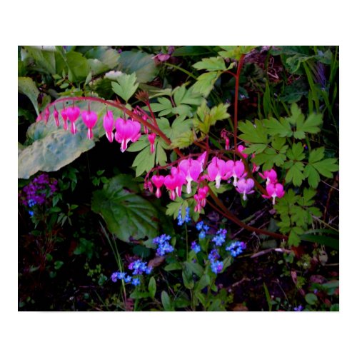 A Romantic Flower Poster zazzle_print