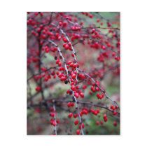 A rose bush postcards
