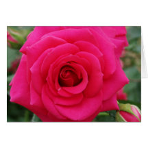 A Rose for Any Occasion Greeting Cards