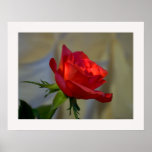 A Rose for you posters