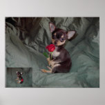 A Rose holding a red rose posters