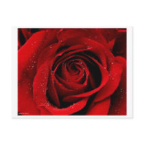 A Rose in Bloom Postcard