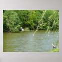 A Sand Crane resting near a small waterfall posters