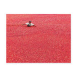 A sea of red cranberries postcards