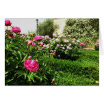 A Serene Rose Garden Greeting Card