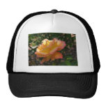 A single beautiful delicate rose hat