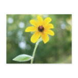 A Single Black Eyed Susan Post Card