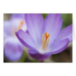 A Single Crocus Flower Greeting Cards