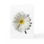 A Single Daisy for you and the Cancer Warrior Card