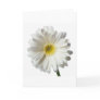 A Single Daisy for you and the Cancer Warrior Card