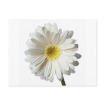 A Single Daisy for you and the Cancer Warrior Postcard