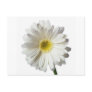 A Single Daisy for you and the Cancer Warrior Postcard