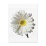 A Single Daisy for you and the Cancer Warrior Post Cards