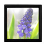A Single Grape Hyacinth Bloom Gift Boxes