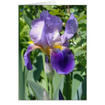 a single perfect iris card
