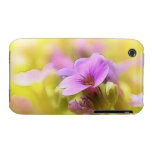 A Single Purple Rock Cress Flower Iphone 3 Covers