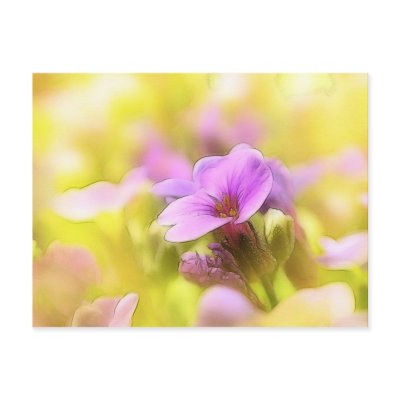 A Single Purple Rock Cress Flower Postcard by Pretty_World