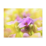 A Single Purple Rock Cress Flower postcards