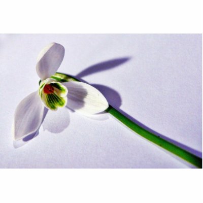 A Single Snowdrop On The Table Photo Cut Outs by lifesphere