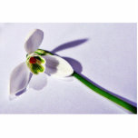 A Single Snowdrop On The Table photo sculptures